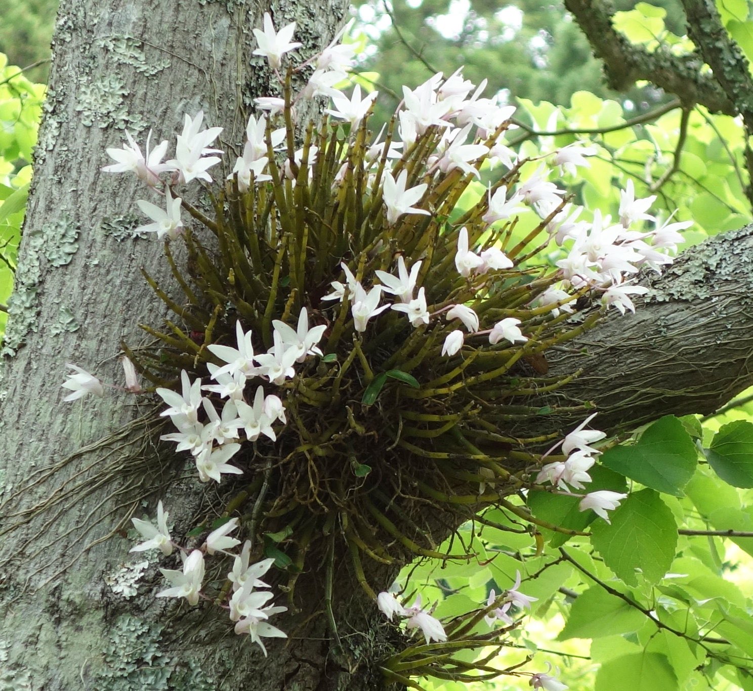 まこんち 28 日 1 水 お休み 本日5 29 土 の誕生花は セッコク 石斛 花言葉は あなたは私を元気づける ラジオ深夜便より 着生植物 寄生植物ではないのよ お誕生日の方おめでとうございます 6 日 迄お休みです 皆様 お