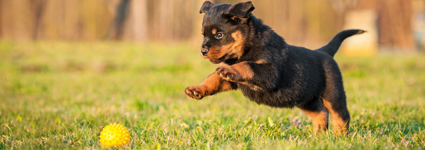 surbitonvet's tweet photo. #Exercising your #puppy 🐶
As standard, the The Kennel Club UK recommends 5 minutes of exercise per month of age; this can be carried out twice a day.
e.g. eight weeks of age > 10 minutes twice a day
four months of age > 20 minutes twice a day
Learn more https://t.co/QYceAzT79z https://t.co/AmQ55df4ar