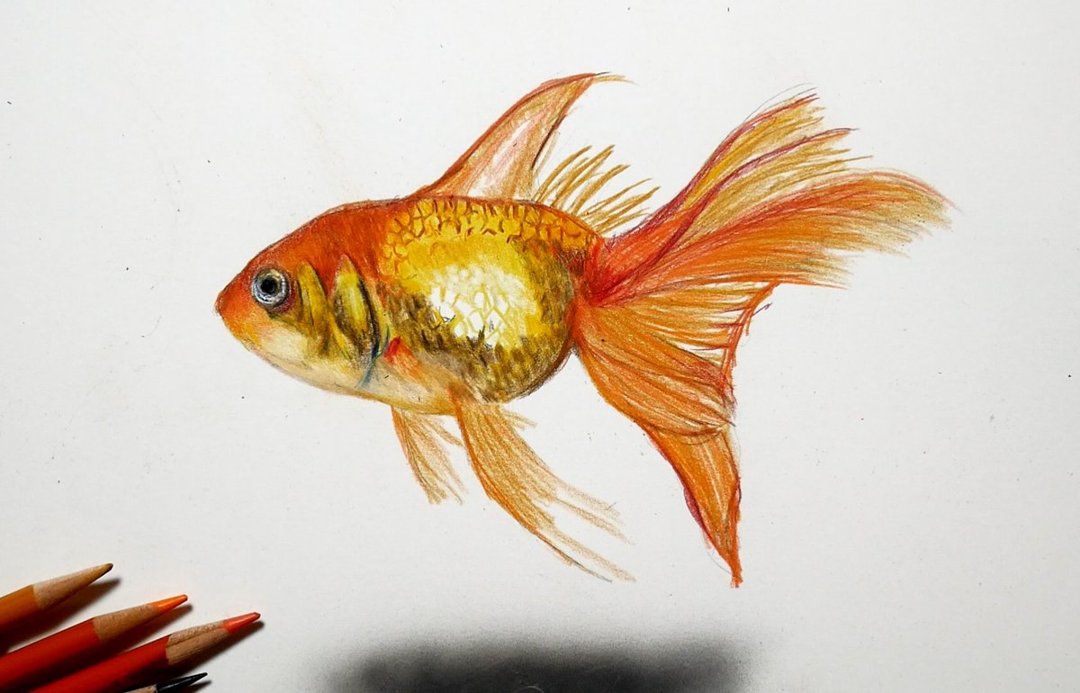 万歳 生き残ります うめき 色鉛筆 イラスト 幻想的 金魚 Torisaku Jp 万歳 生き残ります うめき 色鉛筆 イラスト 幻想的 金魚 Torisaku Jp