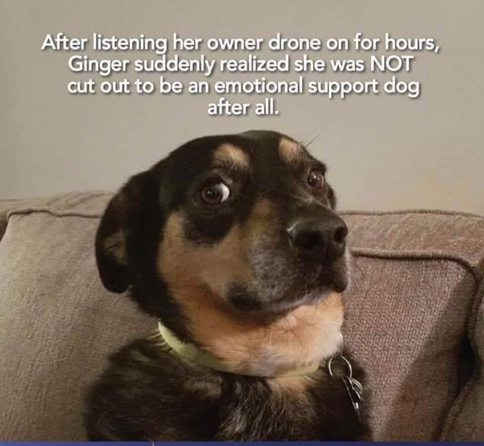 JusticeforRegg1's tweet photo. #support #dogs #animalwelfare #justoceforregg1 #reggieslaw #cats #dogsofinstagram #amaizinganimals #amazinganimal #animallover https://t.co/C5yHl0RMSR