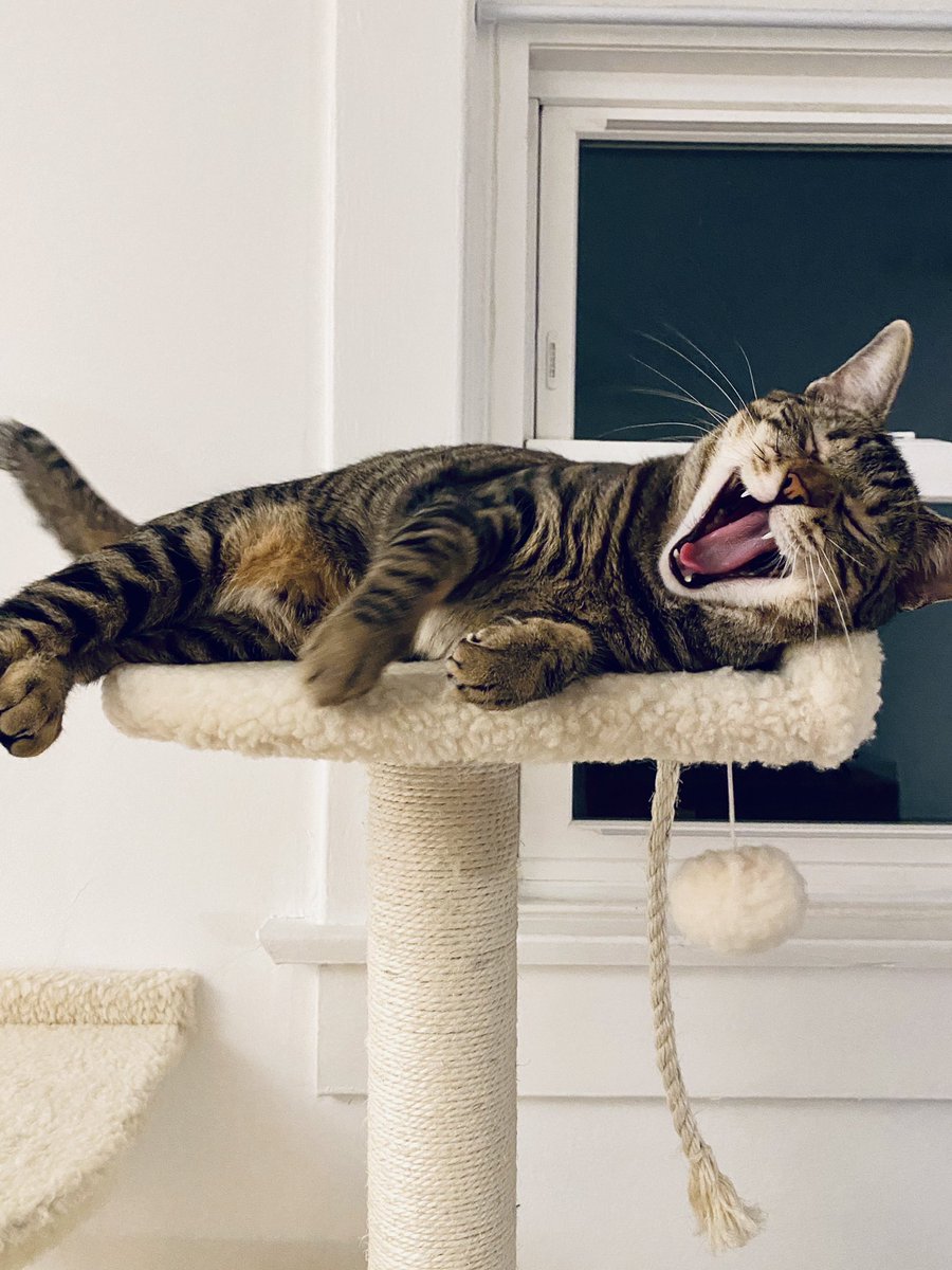 Emily Womack (she/her) tweet media