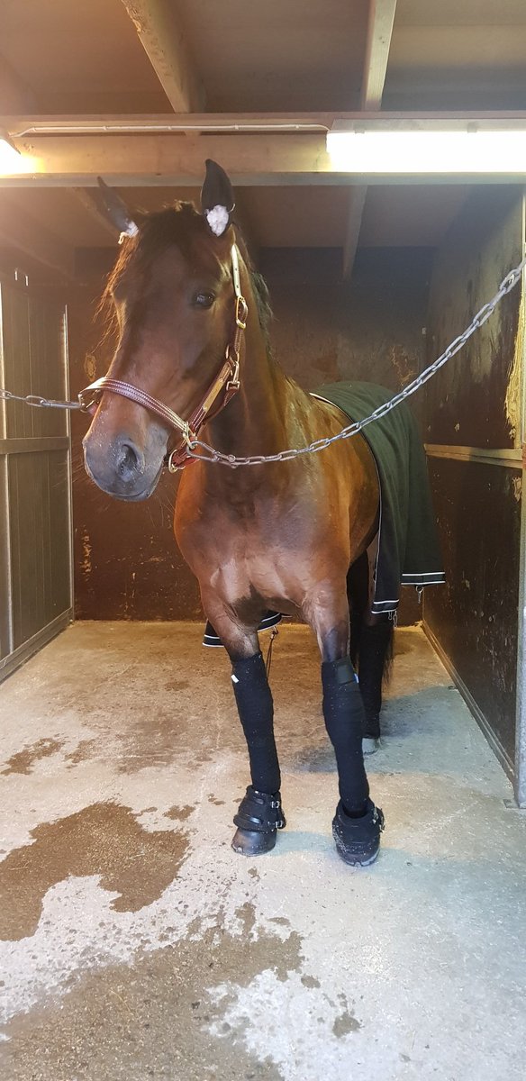 Helma tar sin første seier i det andre forsøket🤩🤩❤ utrolig gøy når hun  er født hjemme og man har vært med hele veien 🤩 tusen takk til Jan Roar for all hjelp underveis💫