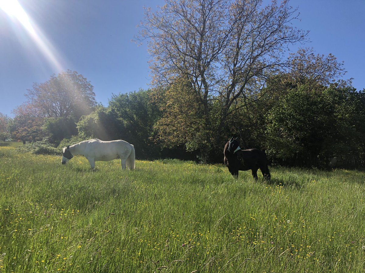 eowyn2002's tweet photo. #Weidesaison hat begonnen 🌞🍀🍃🐎 https://t.co/ftlITCZseN