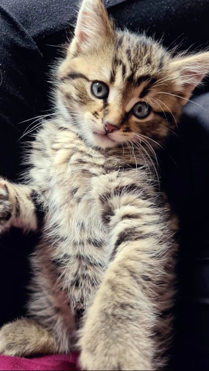 StevePrice83's tweet photo. Happy #Caturday https://t.co/H6hDfZaU6T