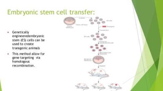 https://www.slideshare.net/iyyaduraimariappan/transgenic-organisms-72039010