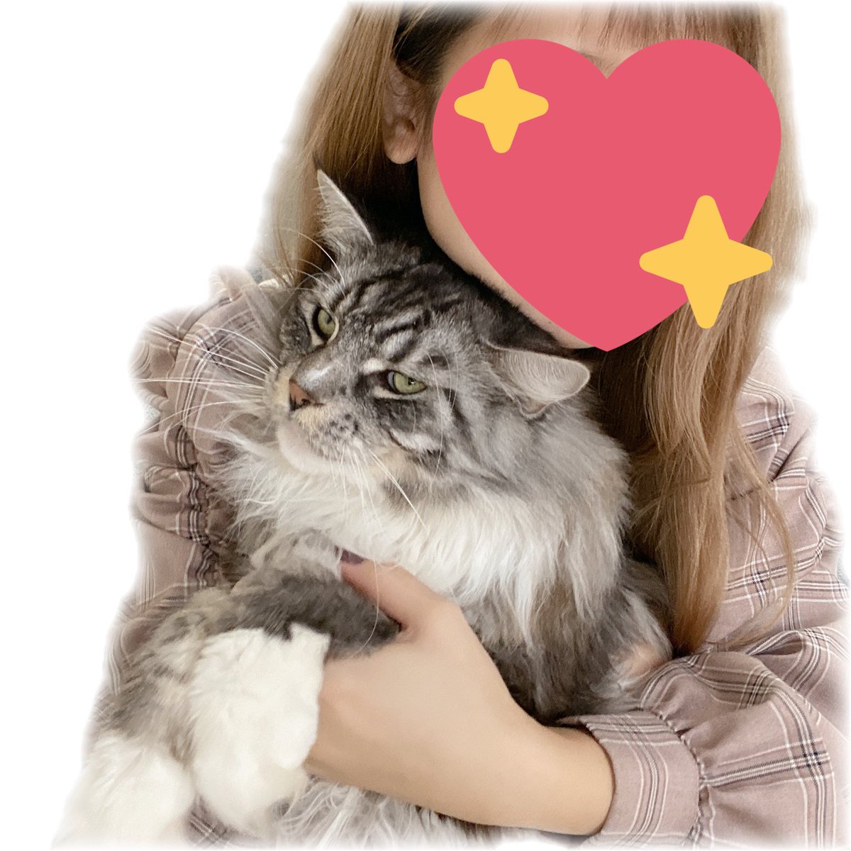 mopusubi's tweet photo. こんなに大きくなった💓🤣

 #メインクーン
 #でかおも https://t.co/3pCbMjp6tM