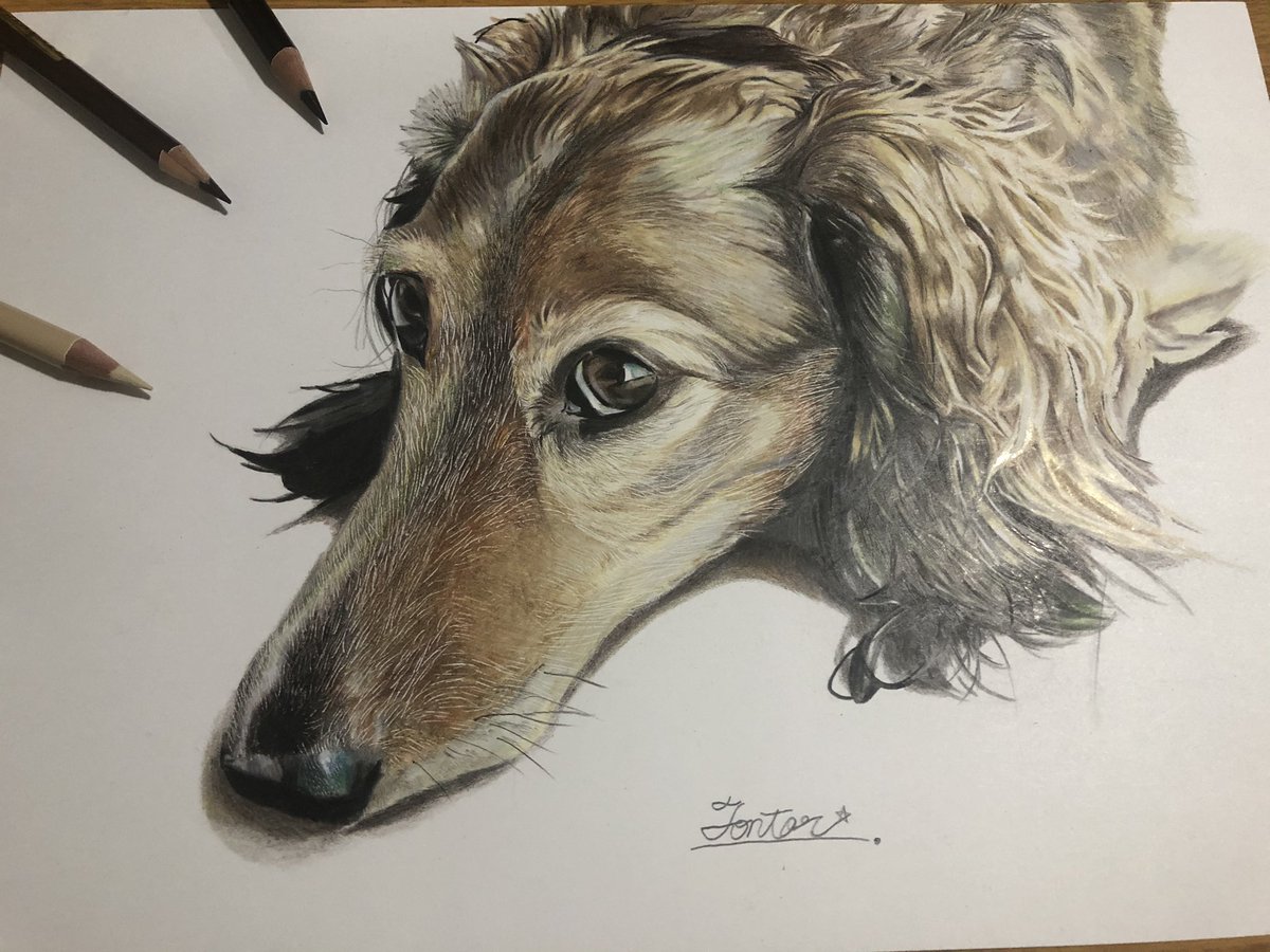 Twoucan ミニチュアダックスフンド の注目ツイート イラスト マンガ