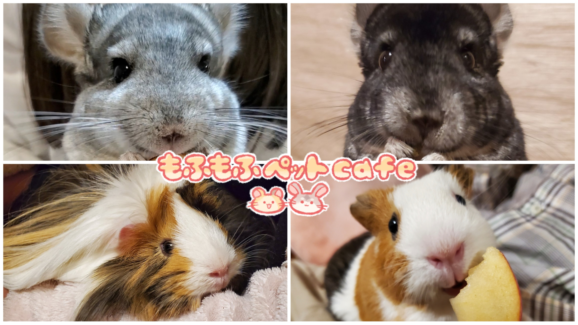 もふもふペットcafe 固定 チンチラとモルモットの癒し動画を作ってる もふもふペットcafeと申します モル飼い チンチラ飼いさんと繋がりたいです 仲良くしてくださいね Youtube T Co Lh8qqr6xfw モルモット チンチラ もふもふ もふもふペットcafe 固定 チンチラとモルモットの癒し動画を作ってる もふもふペットcafeと申します モル飼い チンチラ飼いさんと繋がりたいです 仲良くしてくださいね Youtube T Co Lh8qqr6xfw モルモット チンチラ もふもふ