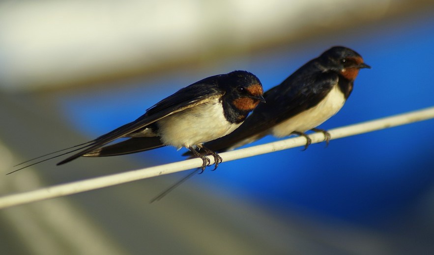 penninevale's tweet photo. Out running a.m., past Town Head #Thistleton, disappointment, no #Swallows. I trot on, then, right overhead, a flash of iridescence. Could it be? Yes, it was, the herald of summer, a swallow. #running #birdwatching https://t.co/RxeMS58Kue