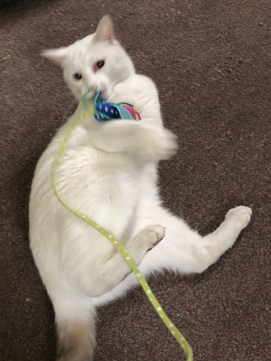 CatzRuleLife's tweet photo. Happy #Caturday , it’s playtime (Micky Bubbles) #catzrule #CatsofTwittter #whitecat #mischief https://t.co/hF008OAAnV