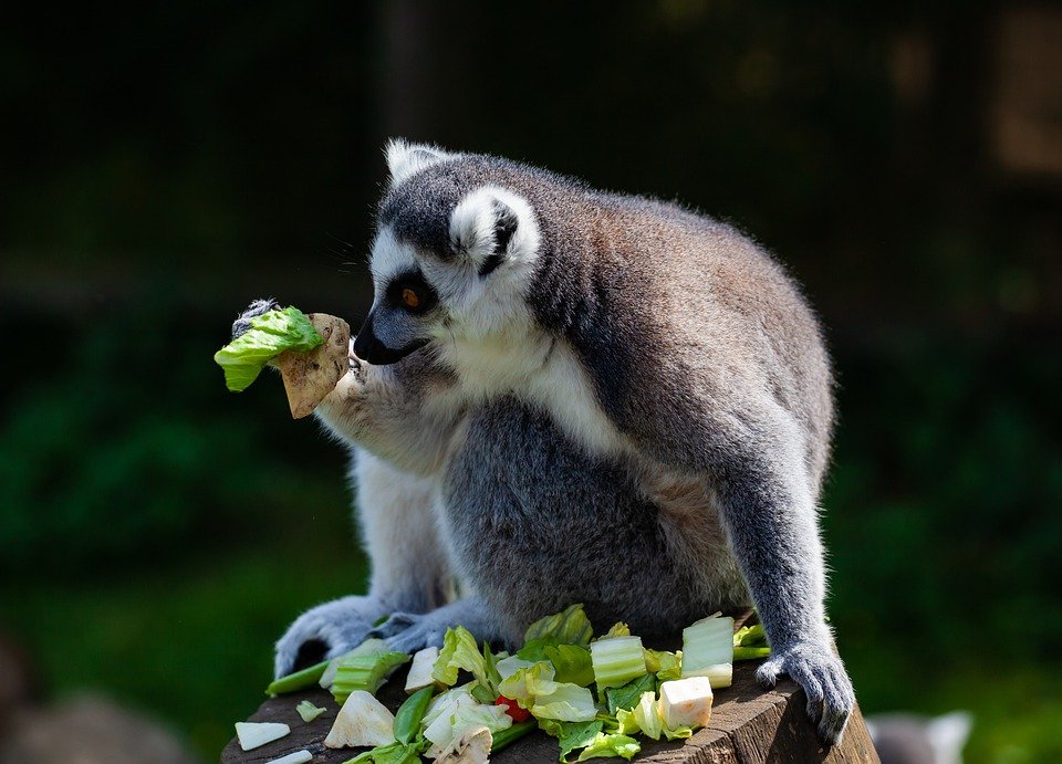 FoliaPrimatol's tweet photo. #SocialLearningSaturday
McLendon & Amoroso investigated #foodavoidance in #ringtailedlemurs & found that when individuals shook their head in response to sour food, observing #lemurs were more likely to avoid sour food items!
https://t.co/9x3p7Oa8pV https://t.co/oT9wmWAo1Q