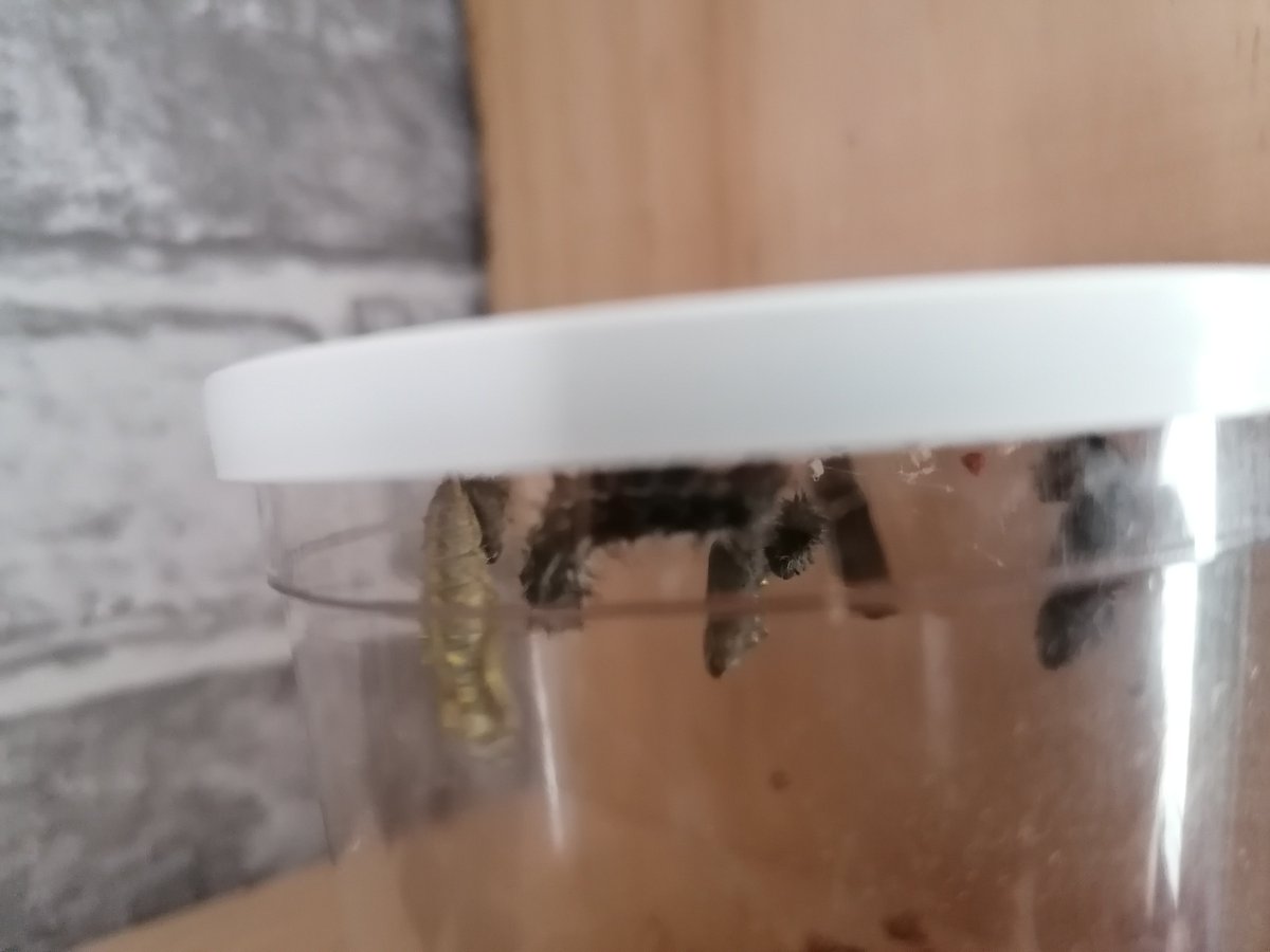 MrsSpencerhb's tweet photo. Day 1 at Mrs Spencers house, there are now 4 caterpillars that have made themselves into chrysalis. There is only one caterpillar left to turn now! Can you see it? So exciting 😁🐛🦋 @HartleyBrookPri @BrookNursery   @mrsbroughhb https://t.co/UaEdySripA