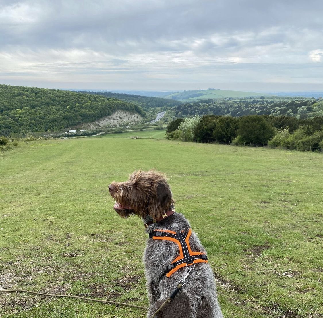 robertmjanes's tweet photo. Colonel Bogey enjoying a nice early morning walk at @QECP #butserhill this morning. Stunning views!

#korthalsgriffon #DogsofTwittter https://t.co/52izmJL4R4