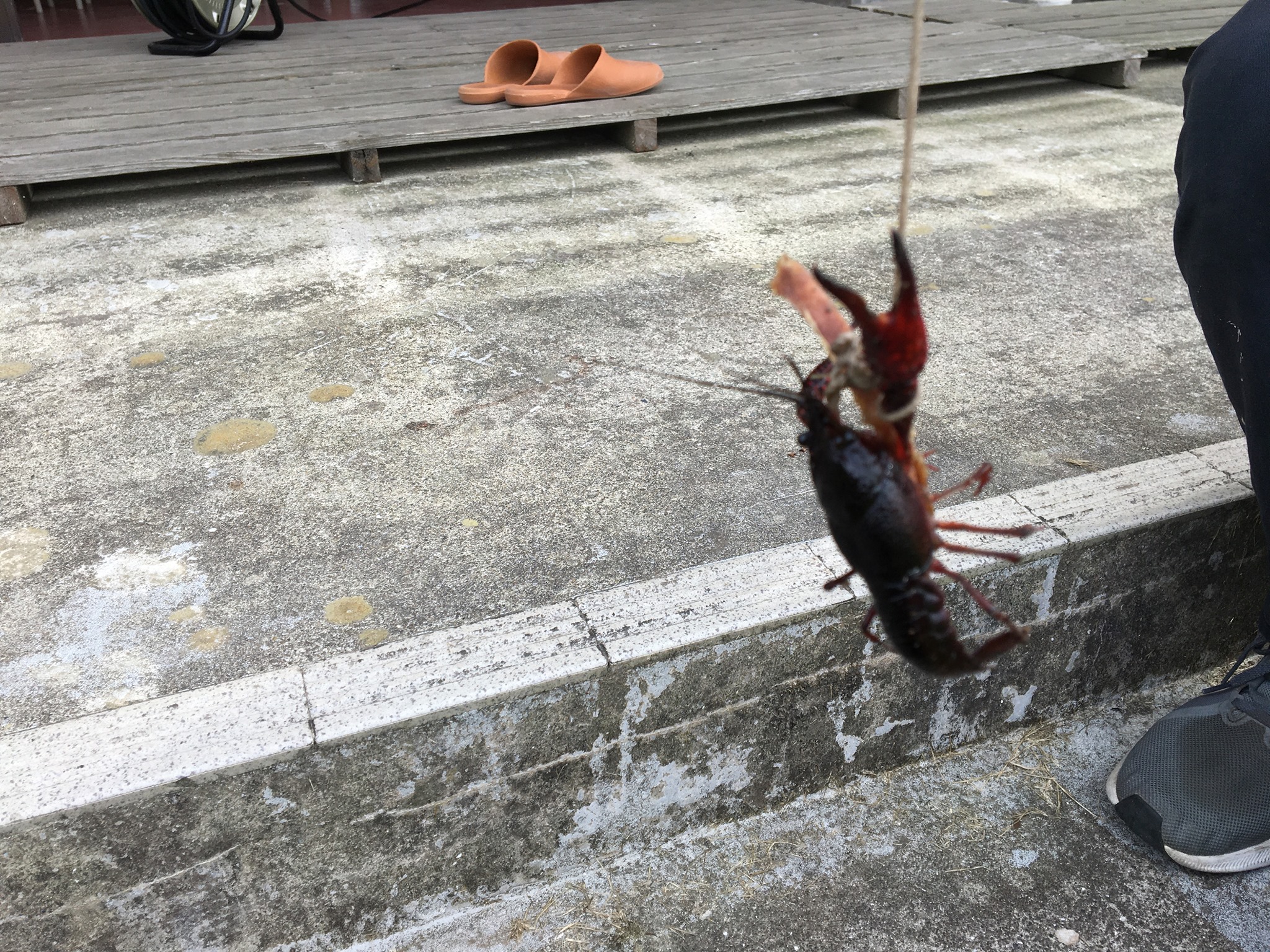 船橋市立一宮少年自然の家 On Twitter 一宮少年自然の家には千葉県の形をモチーフにした池があります こちらはその池で釣れたザリガニです 利用者の方もザリガニ釣りを楽しめます