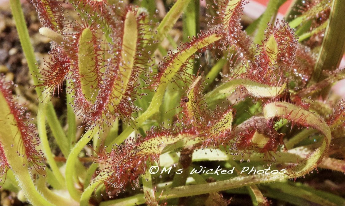 mudwok's tweet photo. Was trying out some macro photos on my Sundews (another carnivorous plant). Think they look interesting what does everyone else think? #carnivorousplants #bugs #australia #love #eatbugs #sun #sundews #dew #dewdrops #triggers #plants #nature #macro #bog #bogplant #natureisamazing https://t.co/nSqxhTeDXT
