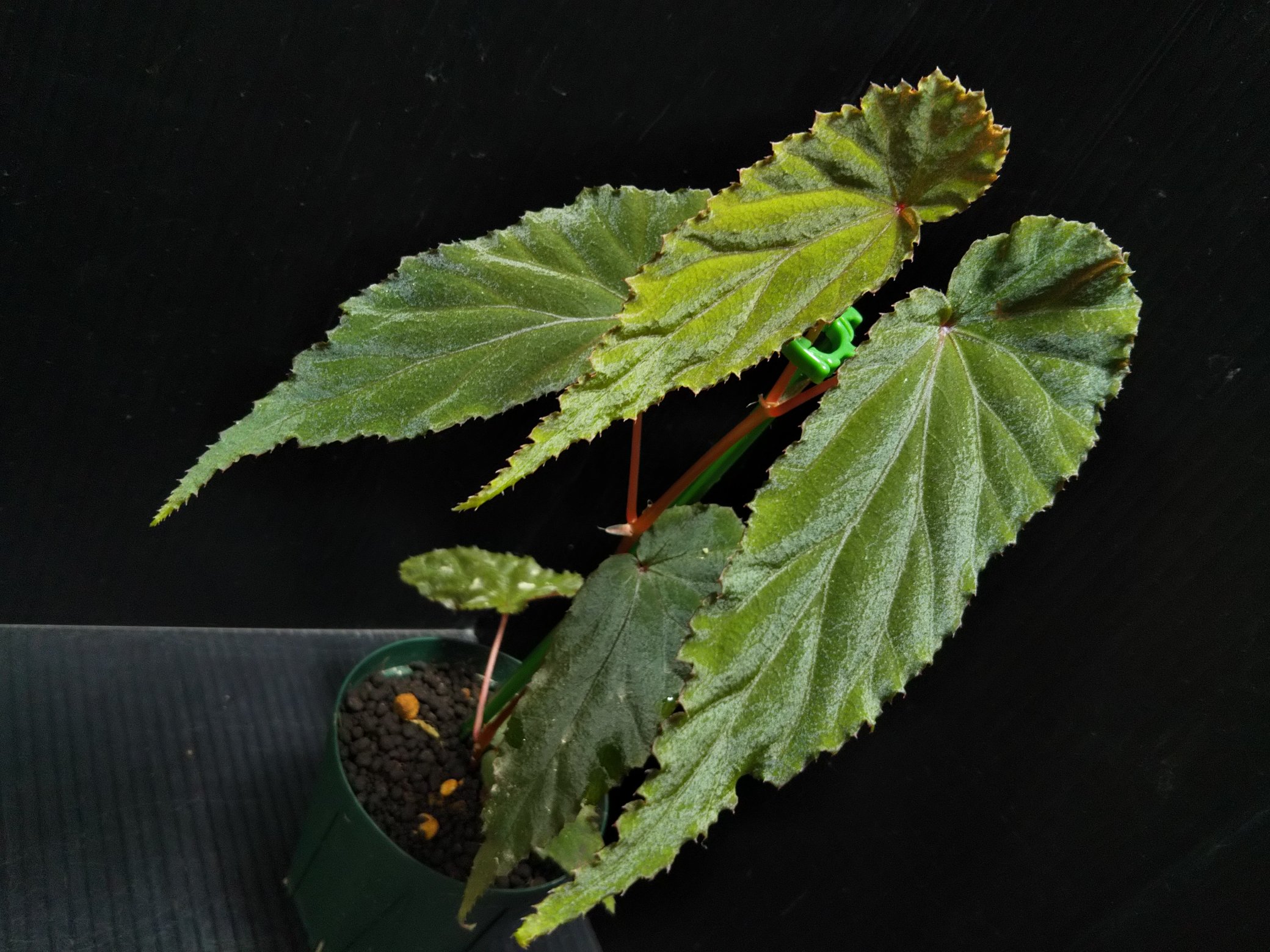 Aqua Fortune Begonia Sp Malalak Tk 色はそんなに派手ではありませんが葉 の質感が堪らなく格好良いベゴニアになります 殖やしても葉の色 形が安定しているのでオススメです ベゴニア Bngonia T Co 677pqyij8x Twitter
