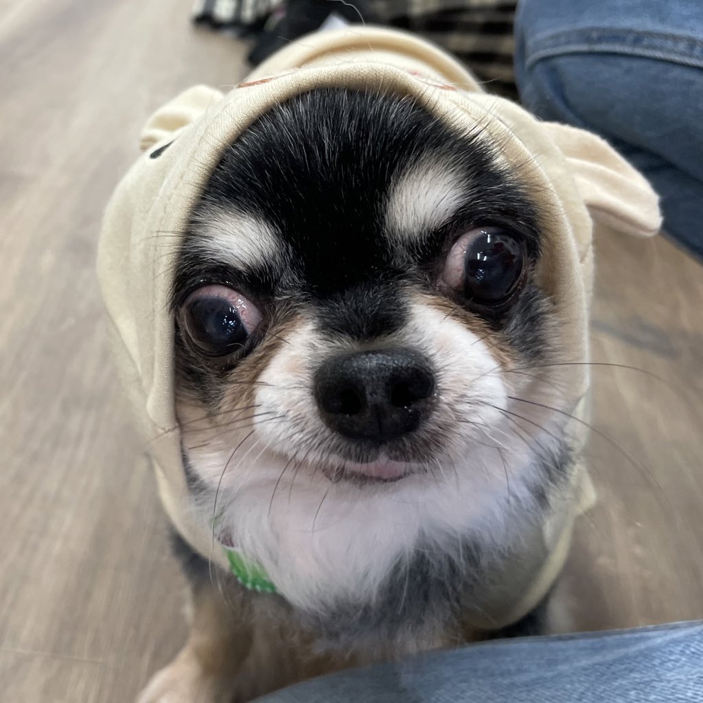 Hogooooo69's tweet photo. #保護犬カフェ寺田町店
ルドラ
#チワワ
男の子 / 推定7才
.
イケイケなルドラさんに変身してみました🍀
サングラスも決まってかっこいい！！
わんちゃんに対してはしつこくされると怒る時もありますが普段はおだやかでトラブルも、特にはありません^_^
まずはお問い合わせ、面会お待ちしてます♪ https://t.co/IKw2ZOwD6E