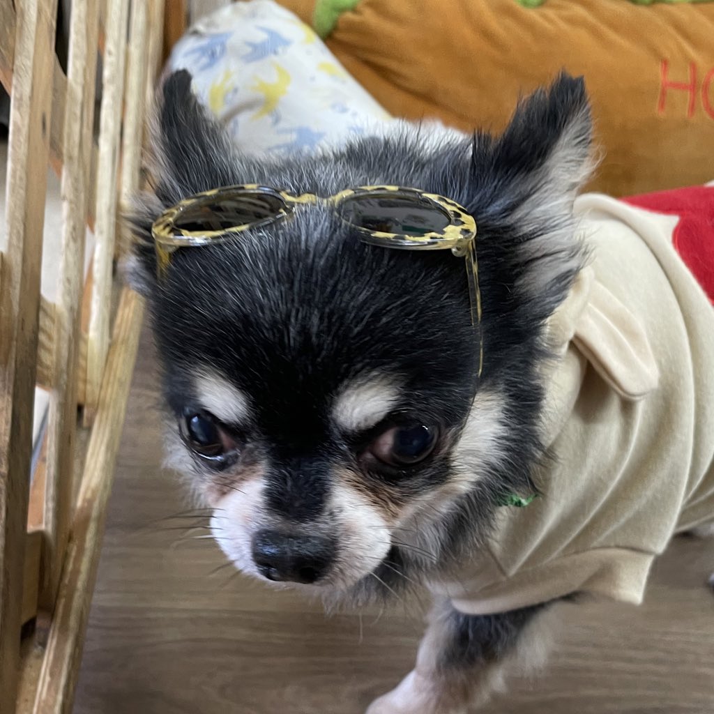 Hogooooo69's tweet photo. #保護犬カフェ寺田町店
ルドラ
#チワワ
男の子 / 推定7才
.
イケイケなルドラさんに変身してみました🍀
サングラスも決まってかっこいい！！
わんちゃんに対してはしつこくされると怒る時もありますが普段はおだやかでトラブルも、特にはありません^_^
まずはお問い合わせ、面会お待ちしてます♪ https://t.co/IKw2ZOwD6E