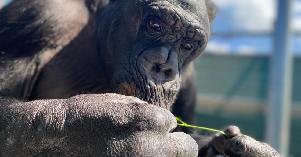 Stichting AAP on Twitter: &quot;Een week geleden onderging chimpansee Fiffy een unieke oogoperatie. Ze had namelijk staar gekregen. De oogartsen van @LUMC_Leiden wisten Fiffy met succes te voorzien van ultramoderne lenzen. Na