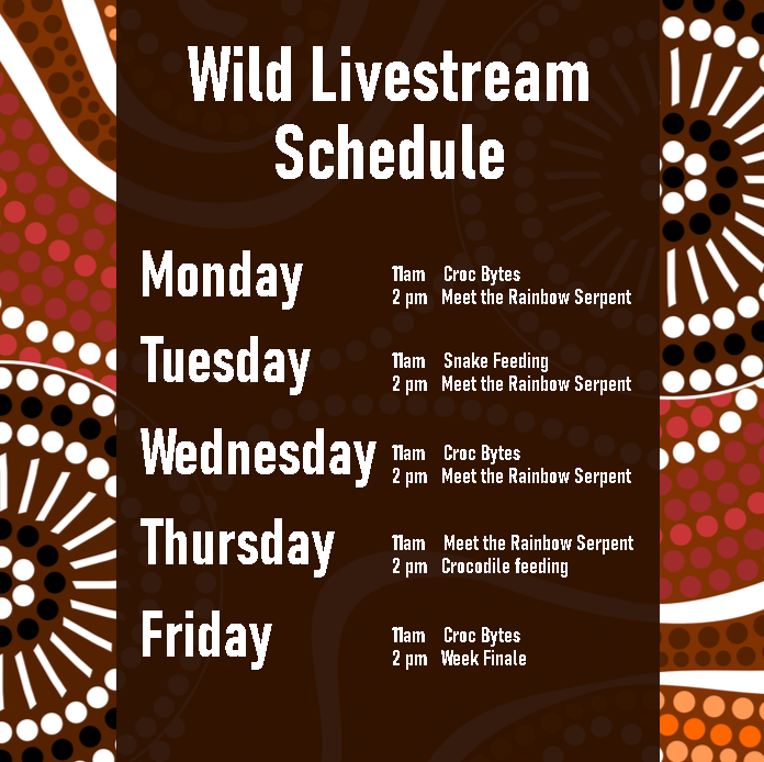 ReptileEnc's tweet image. Here is the Wild Livestream Schedule for next week!

Make sure you tune in daily at 11am and 2pm so you don&apos;t miss out on all the fun coming your way!!!  🤩

See you there!
🐸🐦🦉🦇🐌🦂🐢🐍🦎🦀🐊