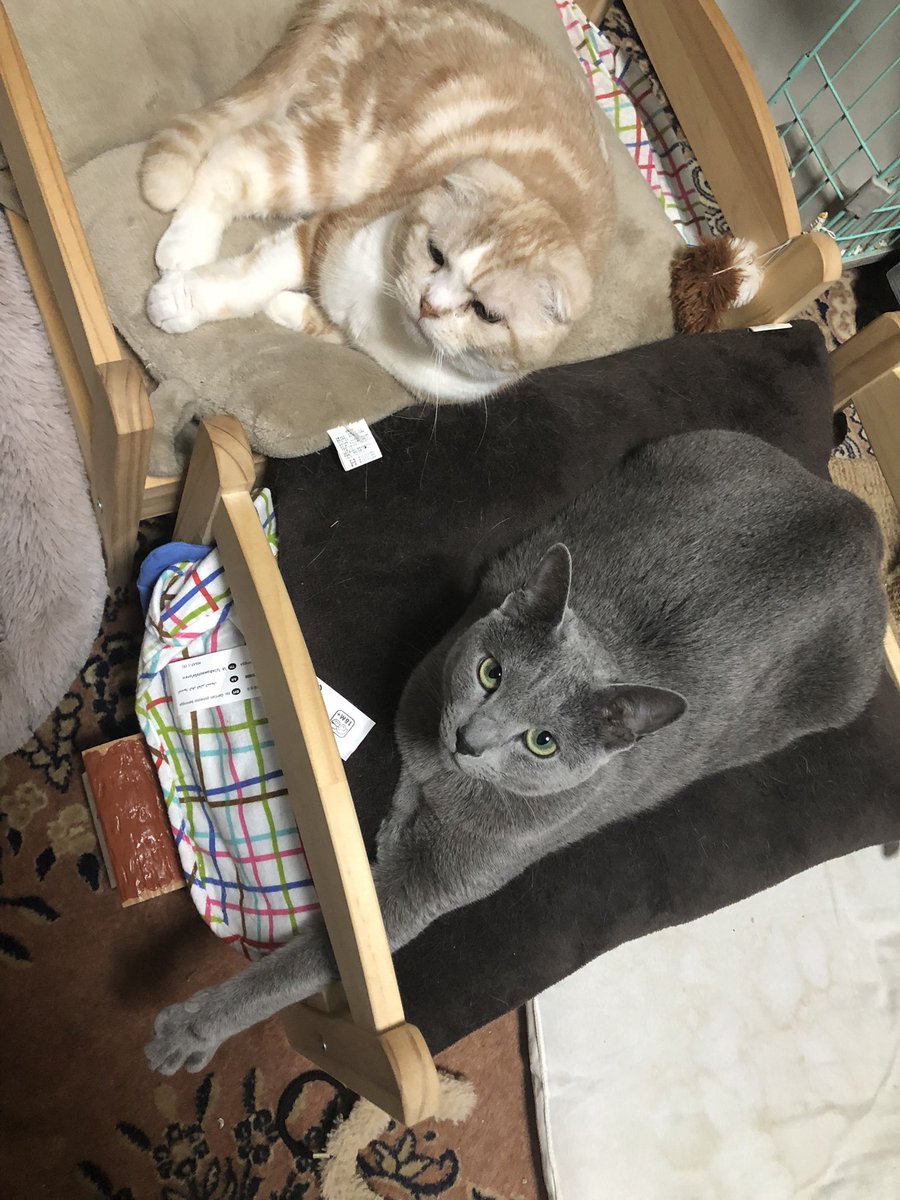 保障できる ペットハンモック 猫用品 *柚のsato*様 - www.ehrenamt