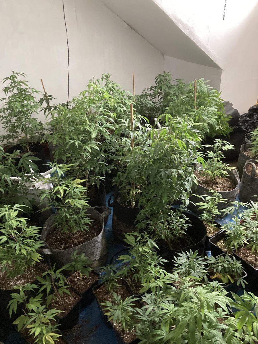 DudleyTownWMP's tweet image. Another Day, another Warrant executed by Dudley central. In excess of 100 plants at a residential property #oneincustody #communityintelligence ⁦@DudleyInspector⁩ ⁦@KimMadillWMP⁩