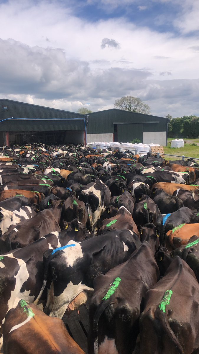 brianrushe81's tweet photo. #cowtime #grasstomilk https://t.co/nwj6tUPcOR