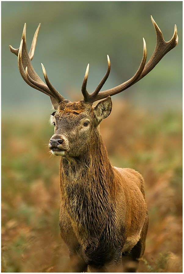 Huntingclub4's tweet photo. https://t.co/TeqCnAw7LS