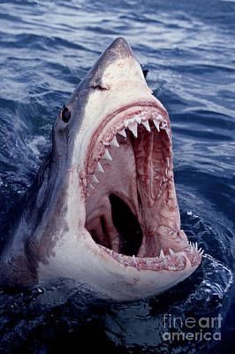 gestapoheinrich's tweet photo. What’s your biggest fear?
Mine : Swimming 🤦🏻‍♂️ https://t.co/Dm64xweueZ