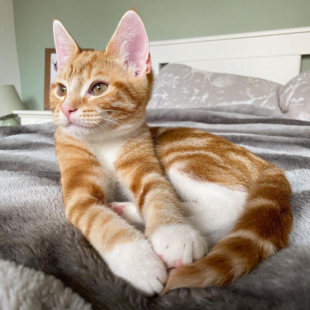 Forget Bank Holiday; don't the humans realise it's Caturday? 😼

Repost <a href="/lola_and_popps/">Lola and Popps</a> on Instagram