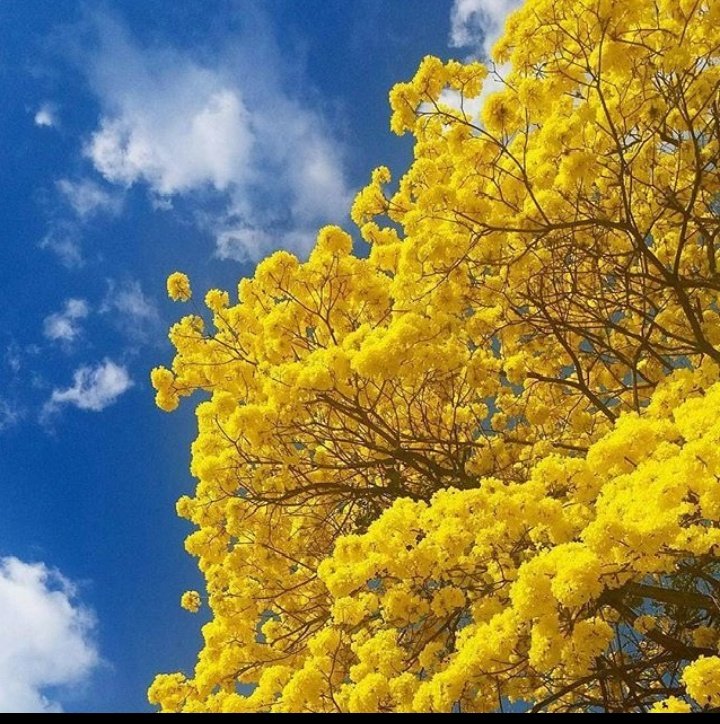 MpppstBol's tweet photo. #Efemérides El 29 de mayo de 1948 se declara el Araguaney como Árbol Nacional en Venezuela. Este es un árbol autóctono y su altura oscila entre 6 y 12 metros. Su tronco es recto, cilíndrico y de unos 60 centímetros de diámetro.#araguaney #árbol #semanadelarbol
#naturaleza https://t.co/jVhj9VuLVw