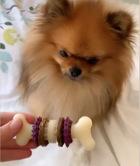 PetSafeFR's tweet photo. Un petit jouet tout mignon pour un petit Maurice tout joli 😍Avez-vous reconnu le jouet PetSafe ?
Réponse ici ➡️https://t.co/gOM9JI1wg7
#BusyBuddy #ChienLove #Doglover #BristleBone https://t.co/A5ViA18ER9
