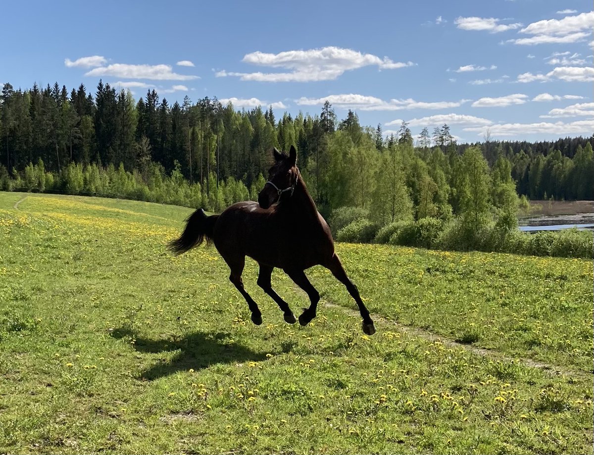 AlanenJani's tweet photo. Laidunkausi alkoi. Huomenna alkaa uittotreeni. #ravit #oxstable #oxhousefortyfour #vatanen https://t.co/SouHnf8QrY