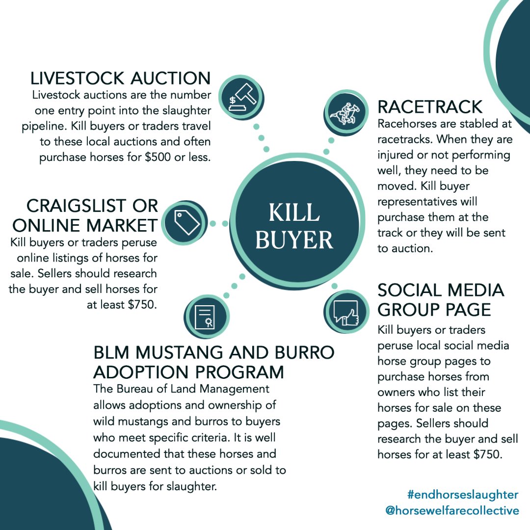 From the <a href="/HorseWelfareCo/">Horse Welfare Collective</a> website (coming soon). These are the most common entry points into the American #horse slaughter pipeline, with livestock auctions being the #1 entry point. Please share to #SpreadTheWord. @David_Philipps #Wildmustang #HorseRacing #weekend #SAFEAct