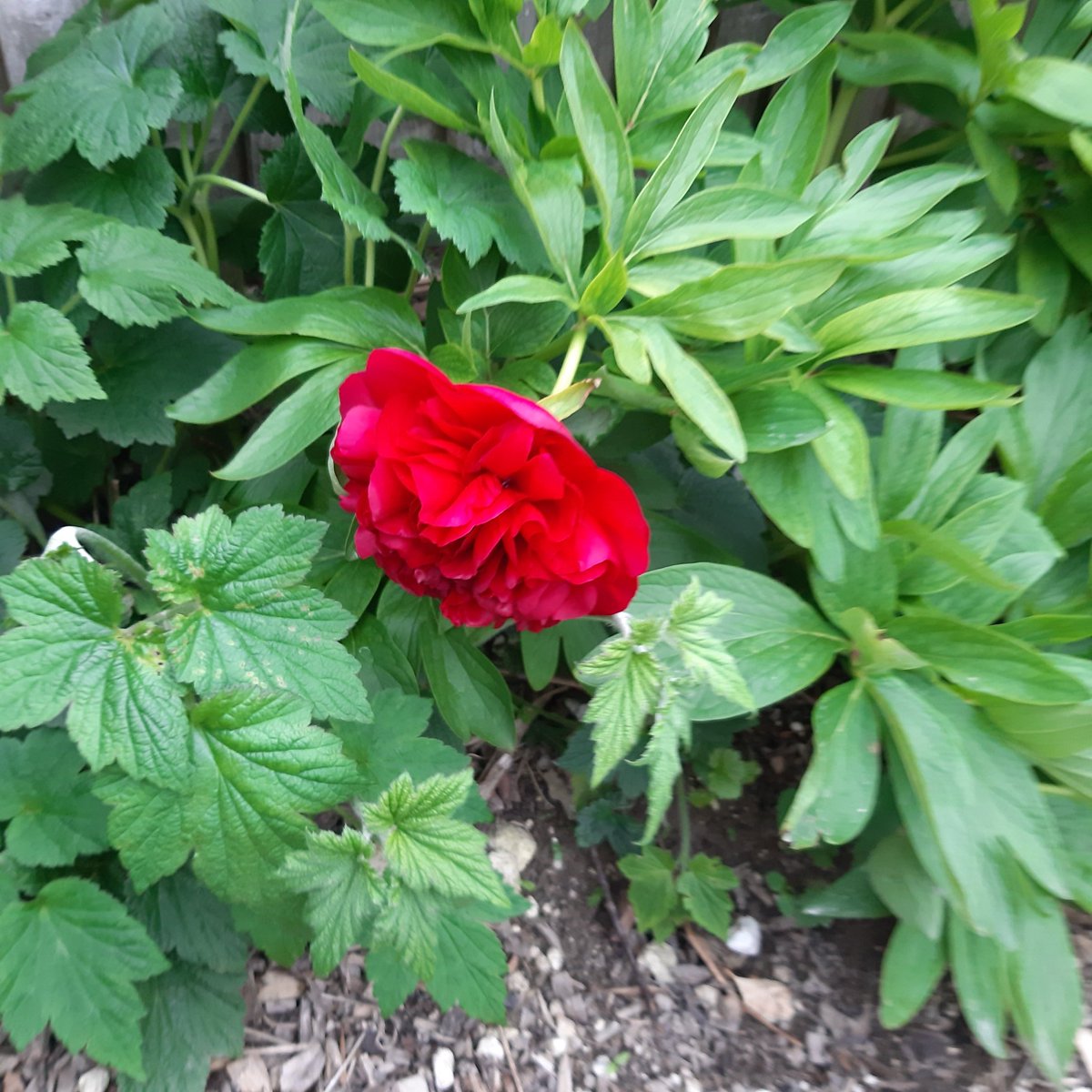 Shea-Me (@suzette_shea) on Twitter photo 