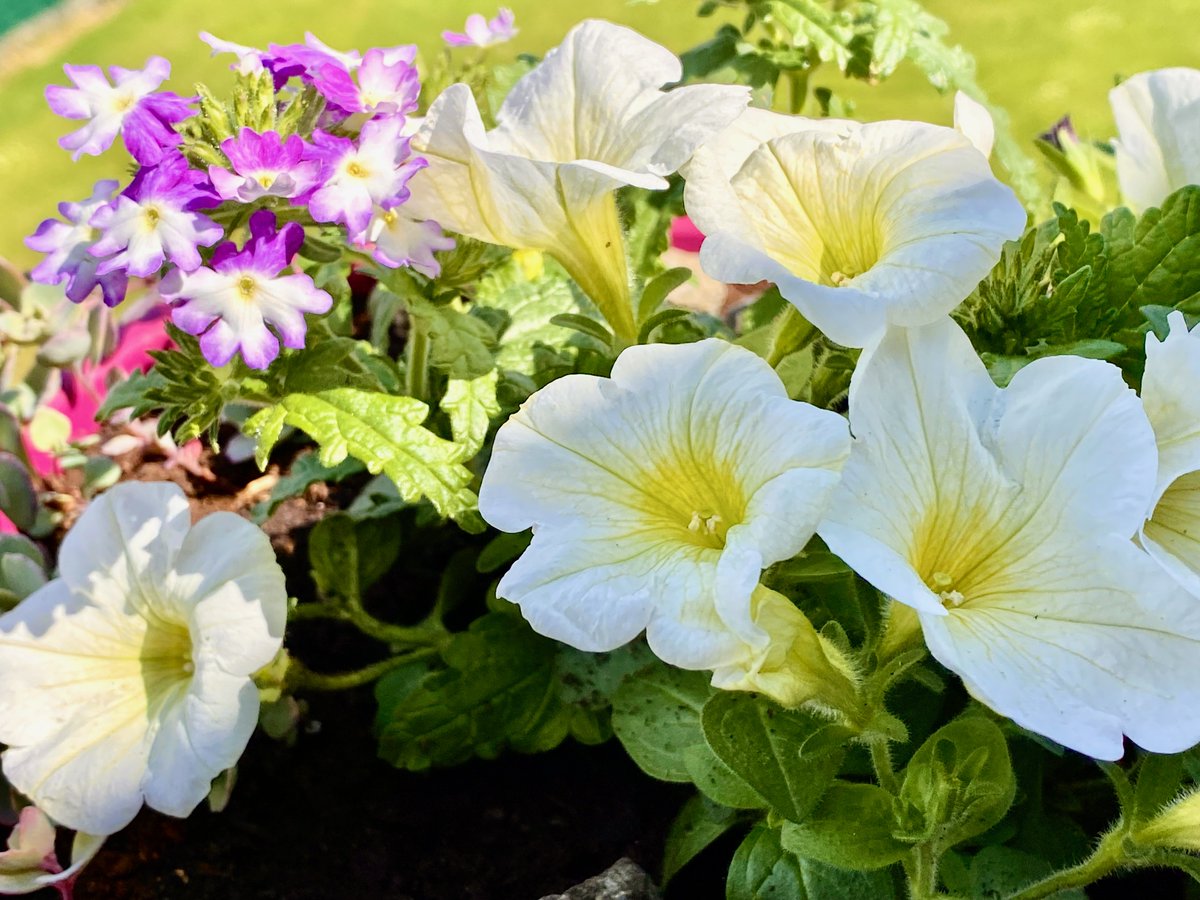 malerklinkens's tweet photo. Das sonnige Wochenende hat in voller Pracht an die Tür geklopft, und der Sommer selbst schleicht sich auch langsam an. 

Wer noch ein paar Blumenkübel übrig hat, kann mit wenigen Handgriffen neue Frische auf den Balkon oder Terrasse bringen. 

Farbenfrohe Grüße https://t.co/Lk4dFWEY0Q