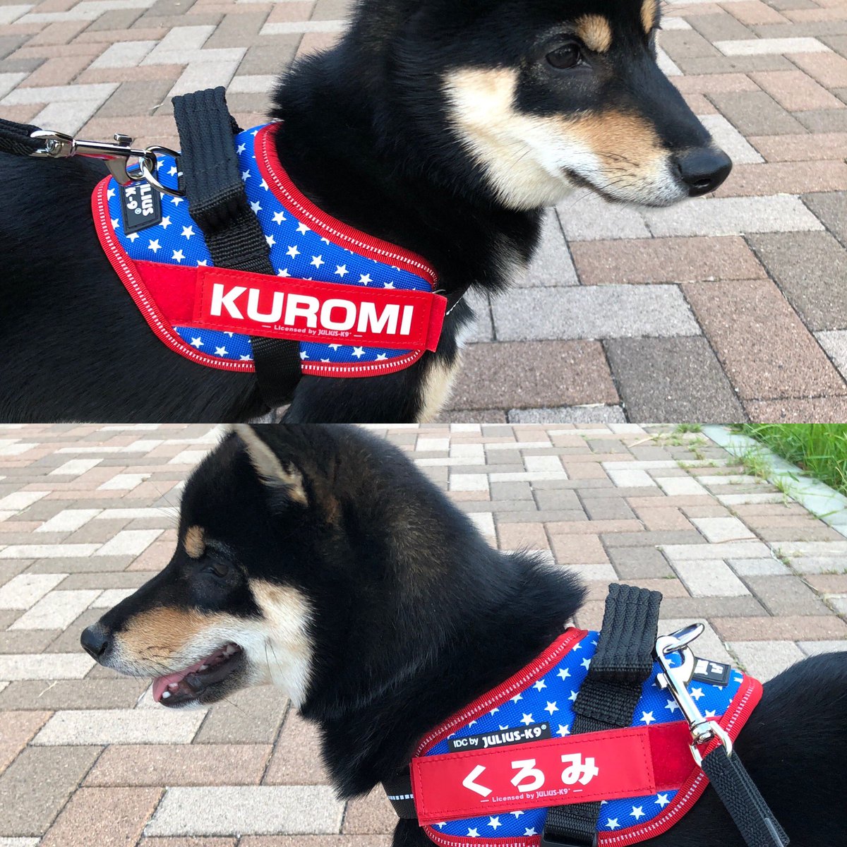 ユリウスk9