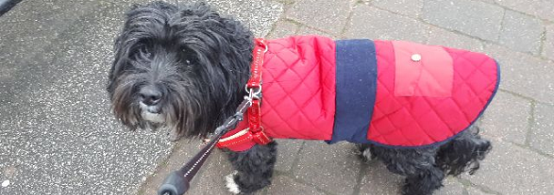 surbitonvet's tweet photo. Roscoe’s Story 🐶💚

Roscoe is a lovely little dog that came to us after he became very lethargic and didn’t want to eat.

Read more >> https://t.co/w6hycQoivG https://t.co/16Z98ygnSe