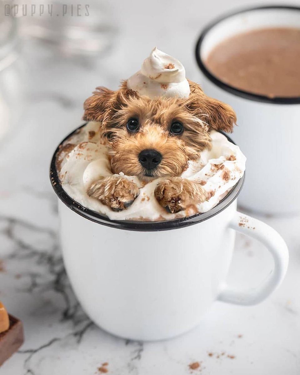 Saturday morning puppa-cino 😍