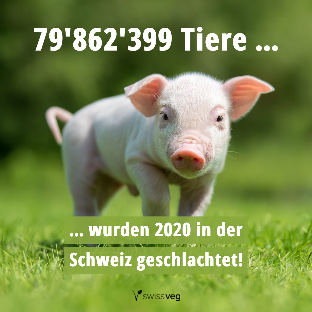 Knapp 80 Mio. Tiere wurden 2020 in der Schweiz geschlachtet! 😓🐷
⁠
Das sind ...⁠
🔪 ... 218'203 pro Tag⁠
🔪 ... 9'091 pro Stunde⁠
🔪 ... 151 in der Minute
🔪 ... 2,5 in jeder Sekunde! ⁠
⁠
Lass noch heute das Tier vom Teller! 💪

#swissveg #vegan #crueltyfree #govegan