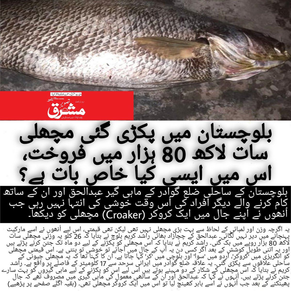 tasveeremashriq's tweet photo. بلوچستان کے ساحلی ضلع گوادر کے ماہی گیر عبدالحق اور ان کے ساتھ کام کرنے والے دیگر افراد کی اس وقت خوشی کی انتہا نہیں رہی جب اُنھوں نے اپنے جال میں ایک کروکر (Croaker) مچھلی کو دیکھا۔
#balochistan #gawadar #croaker #croakerfish #LatestNews https://t.co/dTM90Umro5