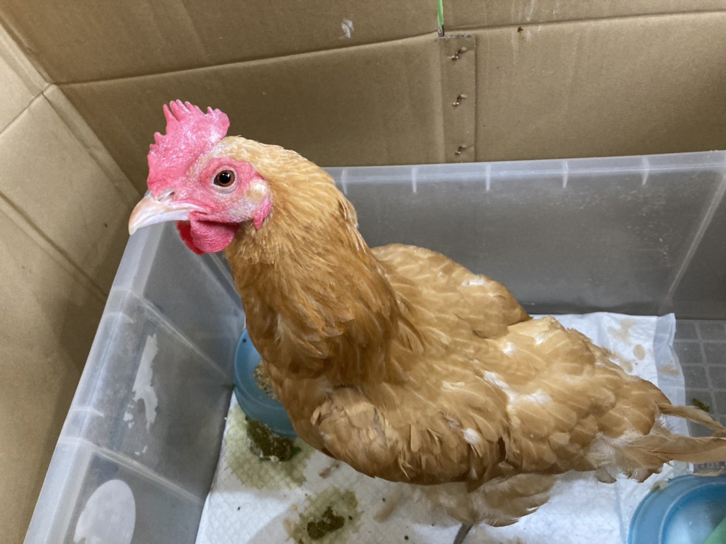 Twitter 上的 神戸市立王子動物園 公式 今月に入ってから手術を行い 入院中のモルモットのワサビ 鶏 名古屋種 のみそやん 共に卵巣や卵管 子宮などの生殖器の病気でした メスは生殖器系の病気になりやすいので 日々の健康チェックが欠かせません