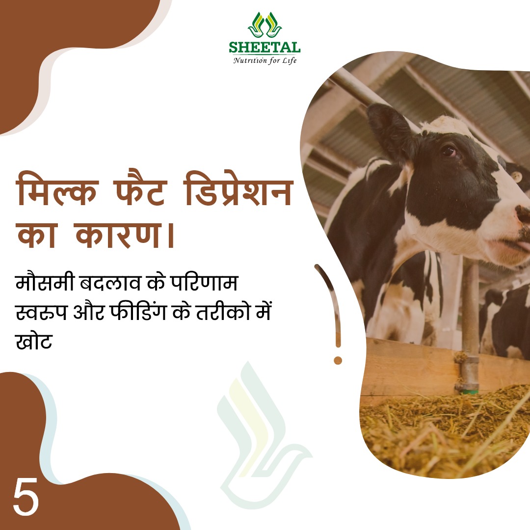 IndiaSheetal's tweet image. कुछ मौसम जैसे गर्मी और वसंत ऋतु के समय मिल्क फैट्स 
में गिरावट कई पशु के दिए दूध में देखि जा सकती है। अगर पशु को 
समय पर सटीक अंतराल में सही मात्रा में भोजन न मिले तो उत्पादित दूध 
में फैट्स की मात्रा में कटौती हो सकती है।
#sheetalfeed #cattlefarm #cattleproblems #cattlelife
