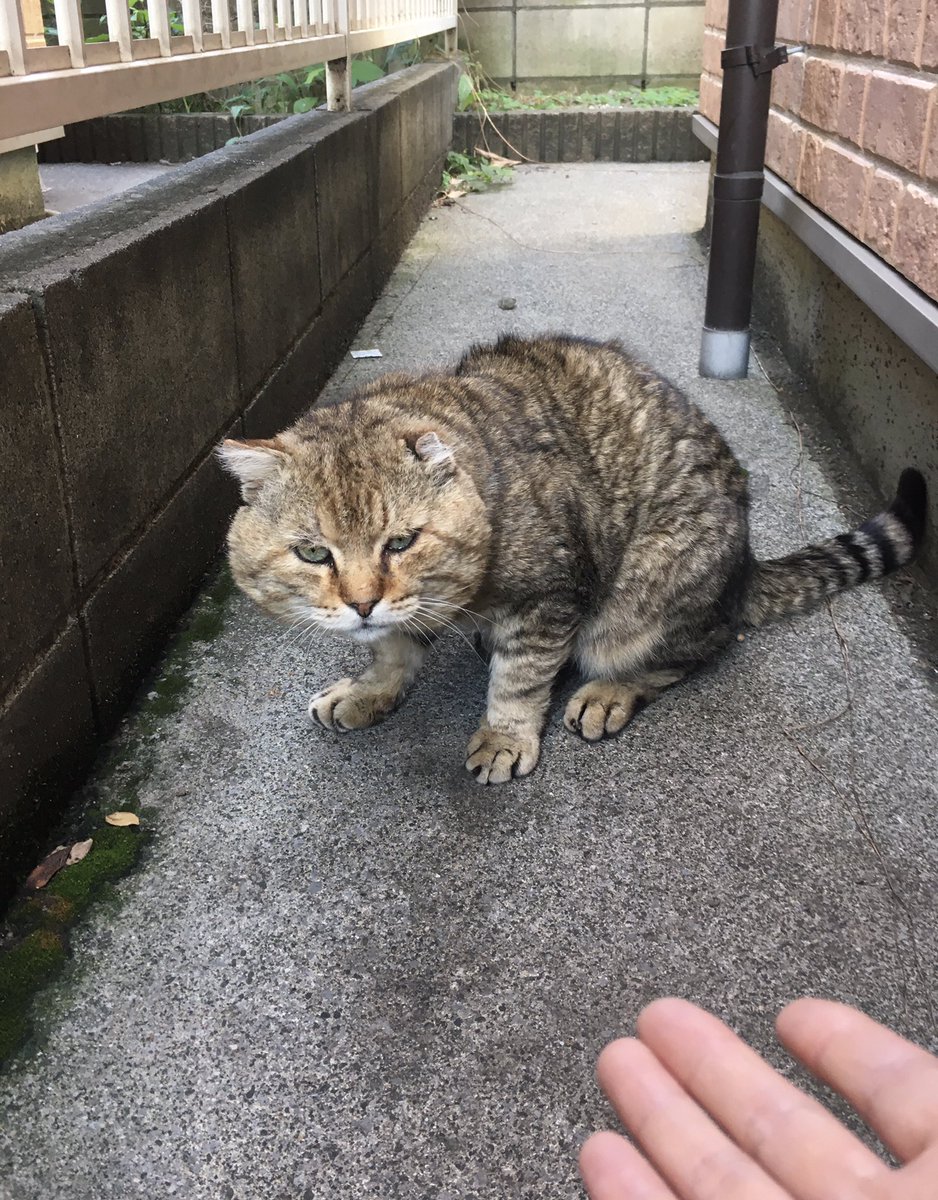 kyoparin's tweet photo. 初めて会うブサかわちゃん🙂 ちょいと不法侵入して撮ったら近づいてきた😃
なでなでしたかったけどやっぱり野良ちゃん、餌がないと離れてしまった😥 https://t.co/LSOKgK3qZU