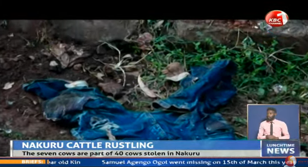 KBCChannel1's tweet photo. Nakuru Cattle Rustling: The seven cows are part of 40 cows stolen in Nakuru #KBCWeekend ^KM https://t.co/HdbApjecif