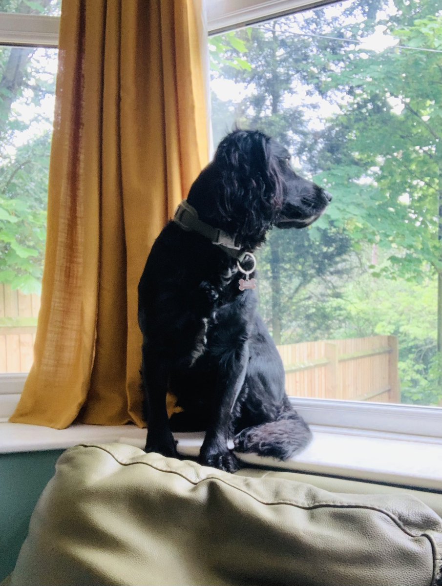 GoodBoyPablo's tweet photo. Good Morning 🐕‍🦺🐾🐕‍🦺 https://t.co/8TqRv9U9tO