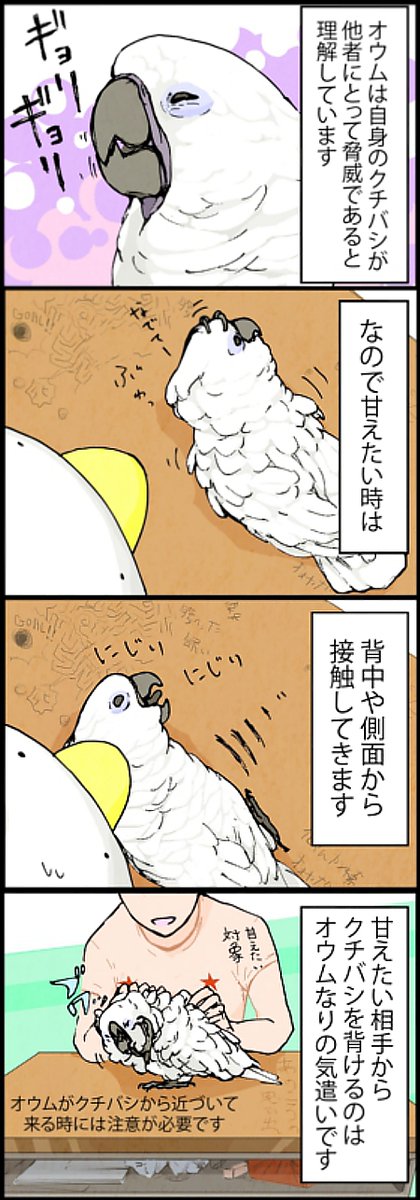 オウムの豆知識 