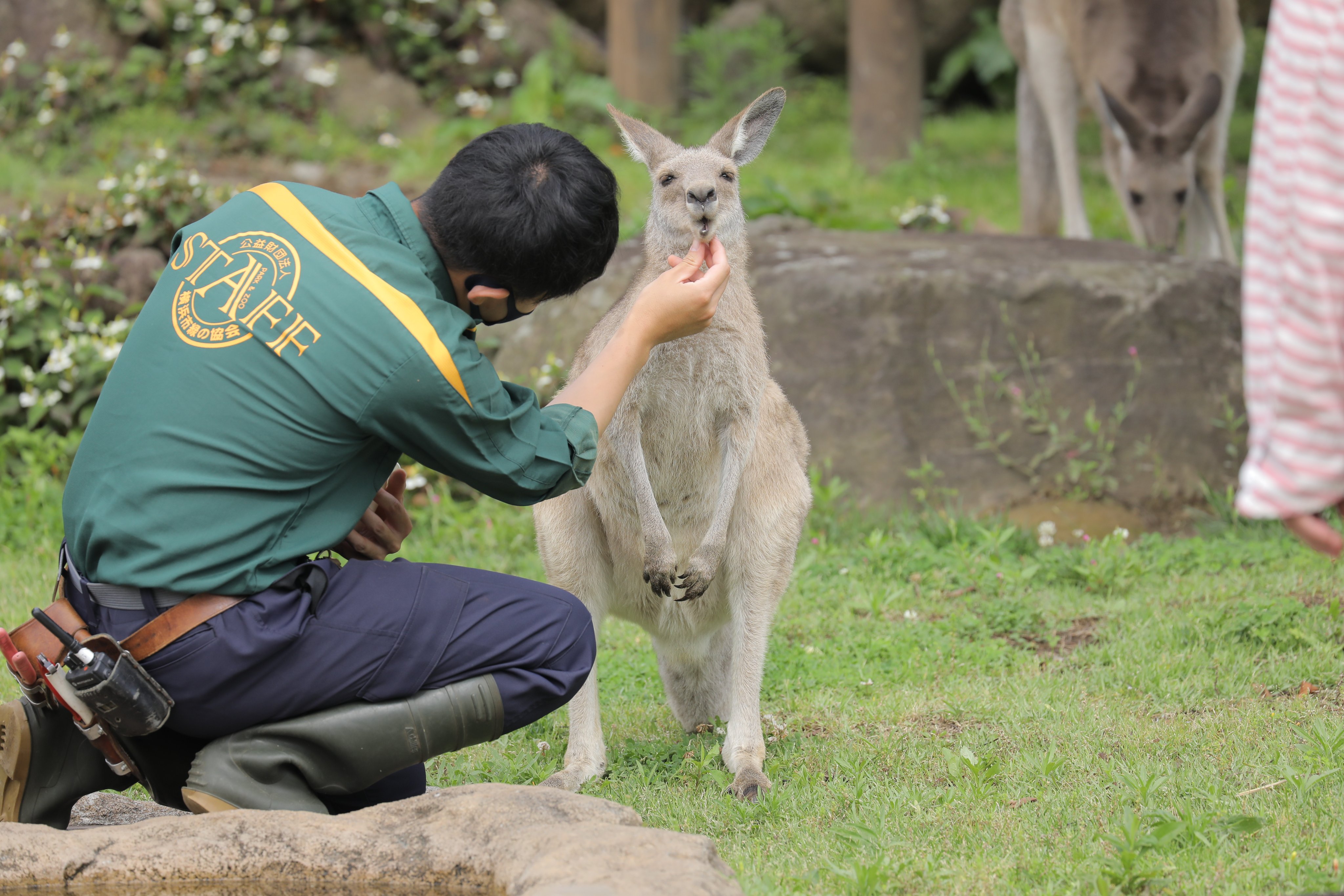 カンガルーの可愛らしい一面 完璧な信頼関係 話題の画像プラス カンガルーの可愛らしい一面 完璧な信頼関係 話題の画像プラス