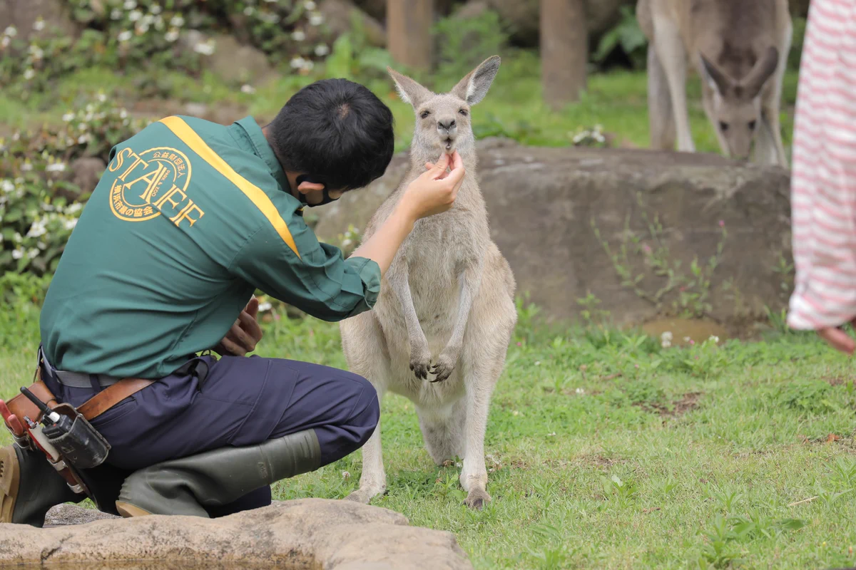カンガルーの可愛らしい一面！完璧な信頼関係