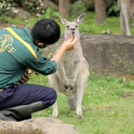 カンガルーの可愛らしい一面!完璧な信頼関係